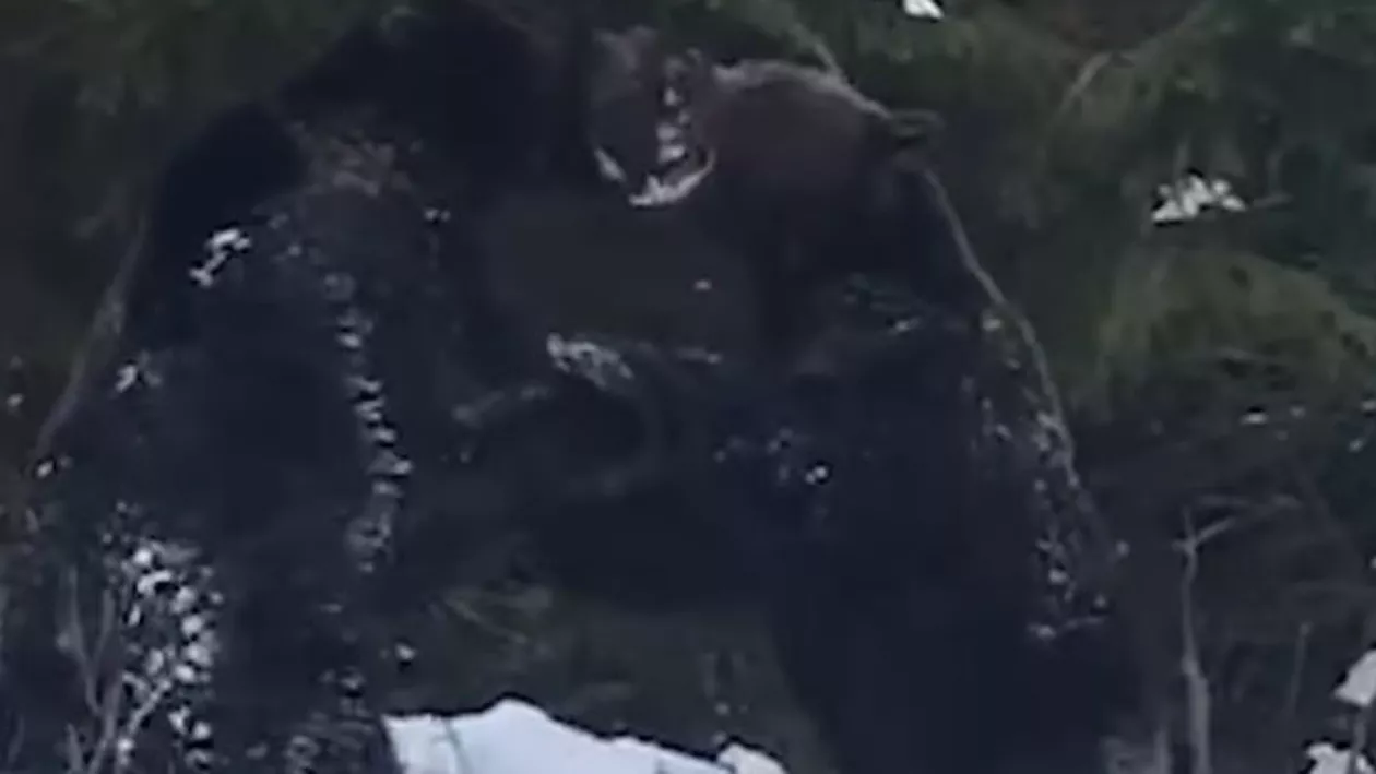 Lupta spectaculoasă între doi urși a fost filmată de un angajat Romsilva (VIDEO)