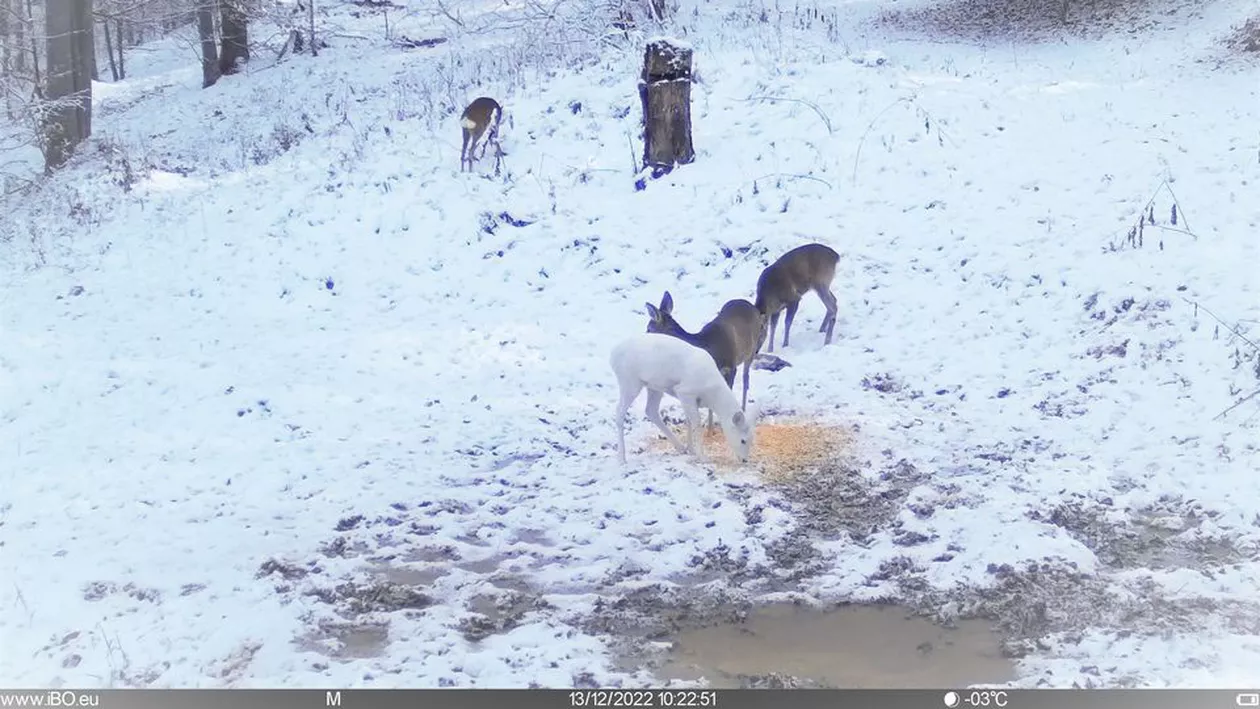 Raritate în fauna României - căprioară albă în Parcul Natural Bucegi
