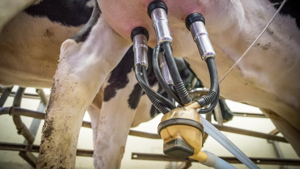 Revolta producătorilor de lapte după ce produsele aduse din țări precum Ungaria, Polonia și Ucraina a stricat piața: Vedem că această situație grea este neschimbată în ultimele zile (VIDEO)