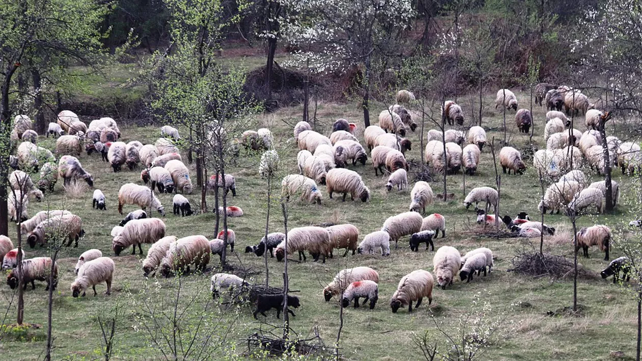 Dragoste până la moarte: O femeie, ucisă în bătăi de iubitul ei, la o stână