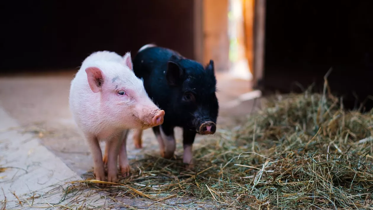 Fermier dat în judecată din cauza mirosurilor provenite de la crescătoria de porci. Instanța l-a obligat să plătească despăgubiri