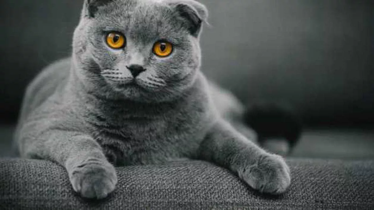 A avut loc cel mai mare concurs de frumusețe felină din România / Aproximativ 200 de pisici au fost înscrise în competiție