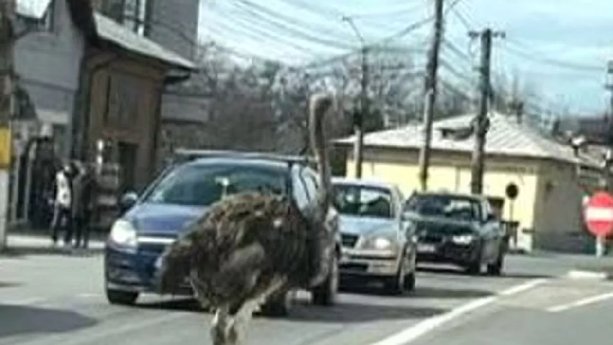 Scene incredibile în Găești. Un struț a încurcat traficul rutier după ce a fost scăpat dintr-o mașină de proprietar