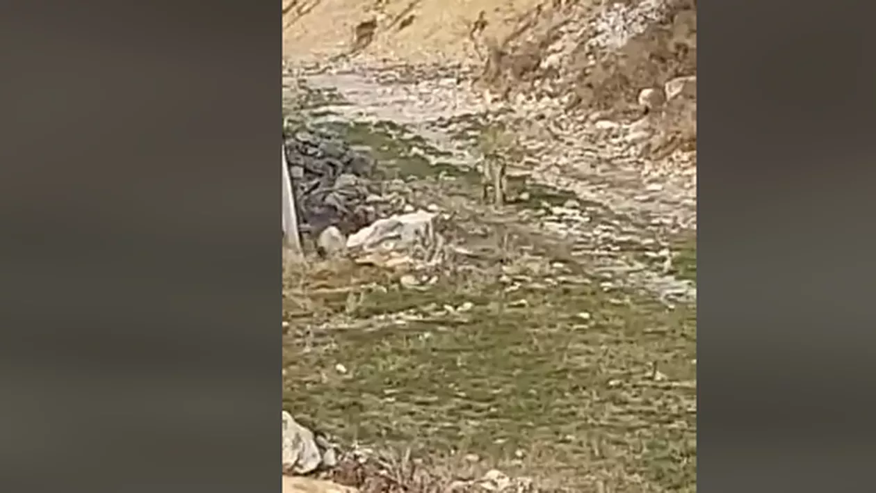 Un râs a intrat în școala primară din Gureni (VIDEO)