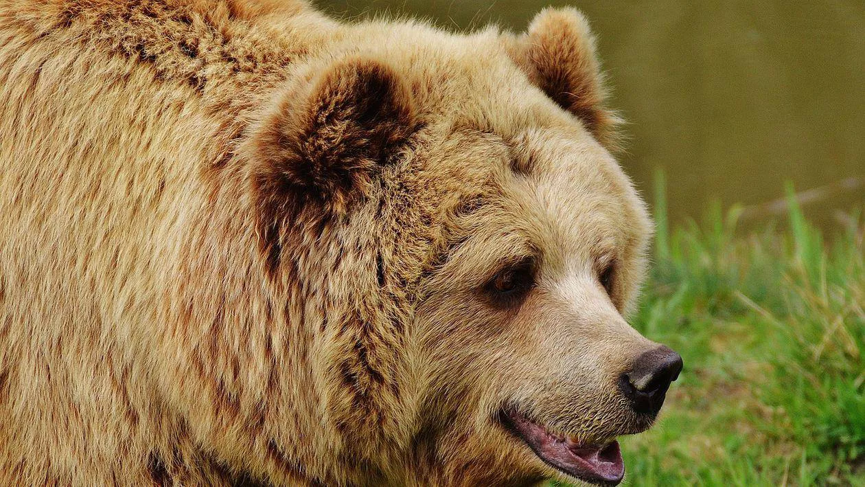 Un bărbat a fost atacat de urs într-o pădure din Argeș. Autorităţile au emis un mesaj Ro-Alert