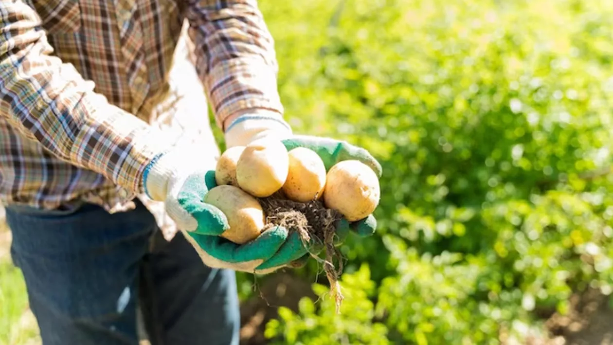 Secretul unei culturi bogate de cartofi: Cum să scapi eficient de gândacii de Colorado