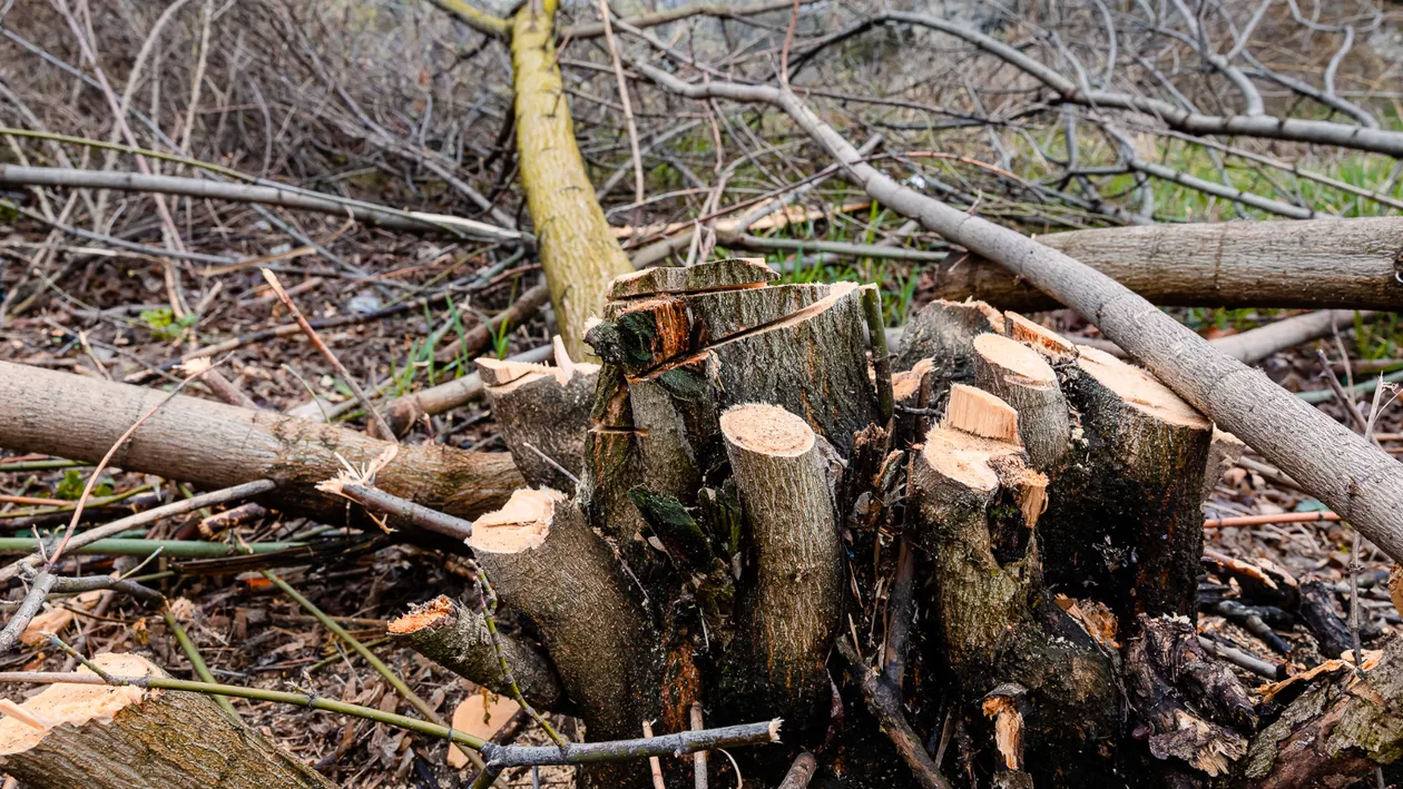 Primarii sectoarelor din București pot toaleta copacii fără să mai aibă nevoie de acordul lui Nicuşor Dan