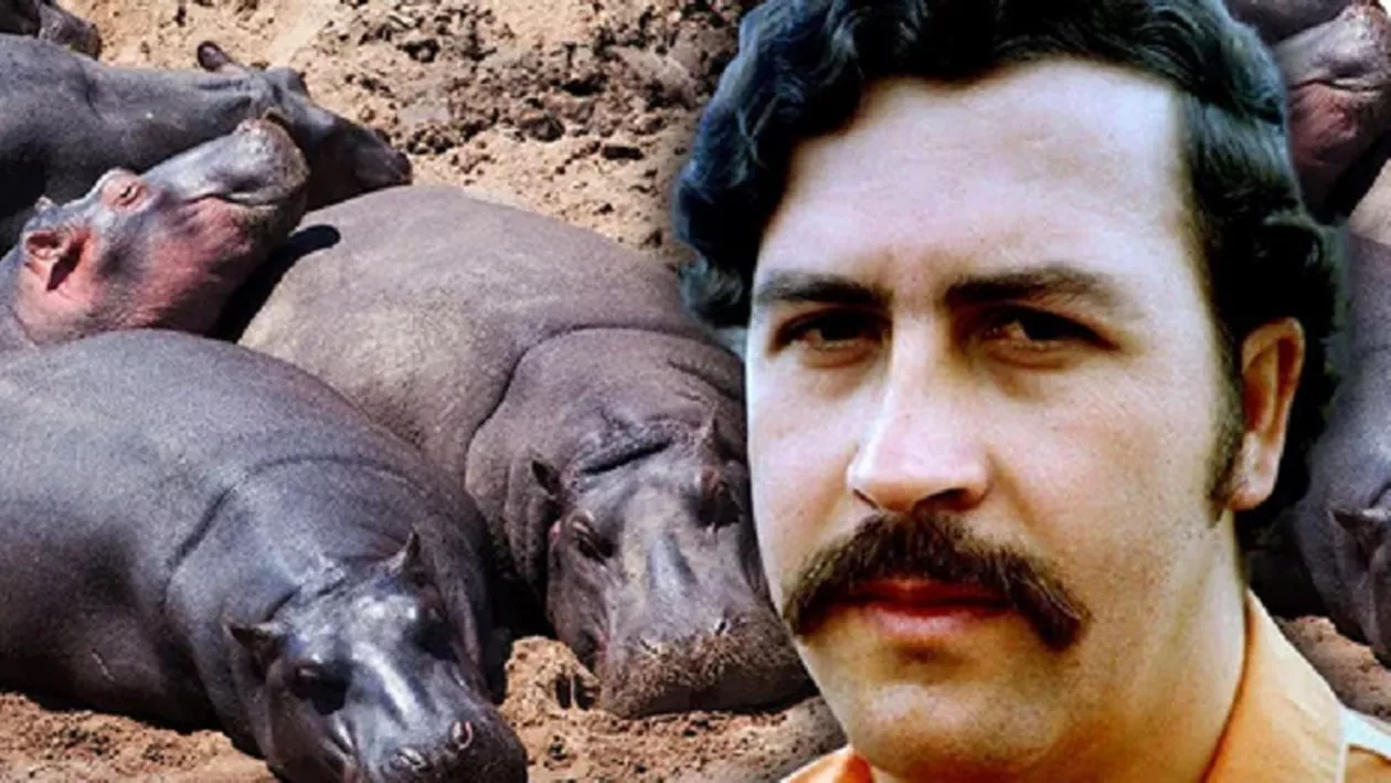 Hipopotamii lui Escobar vor fi uciși. Guvernul columbian avertizează asupra riscurilor asupra ecosistemelor