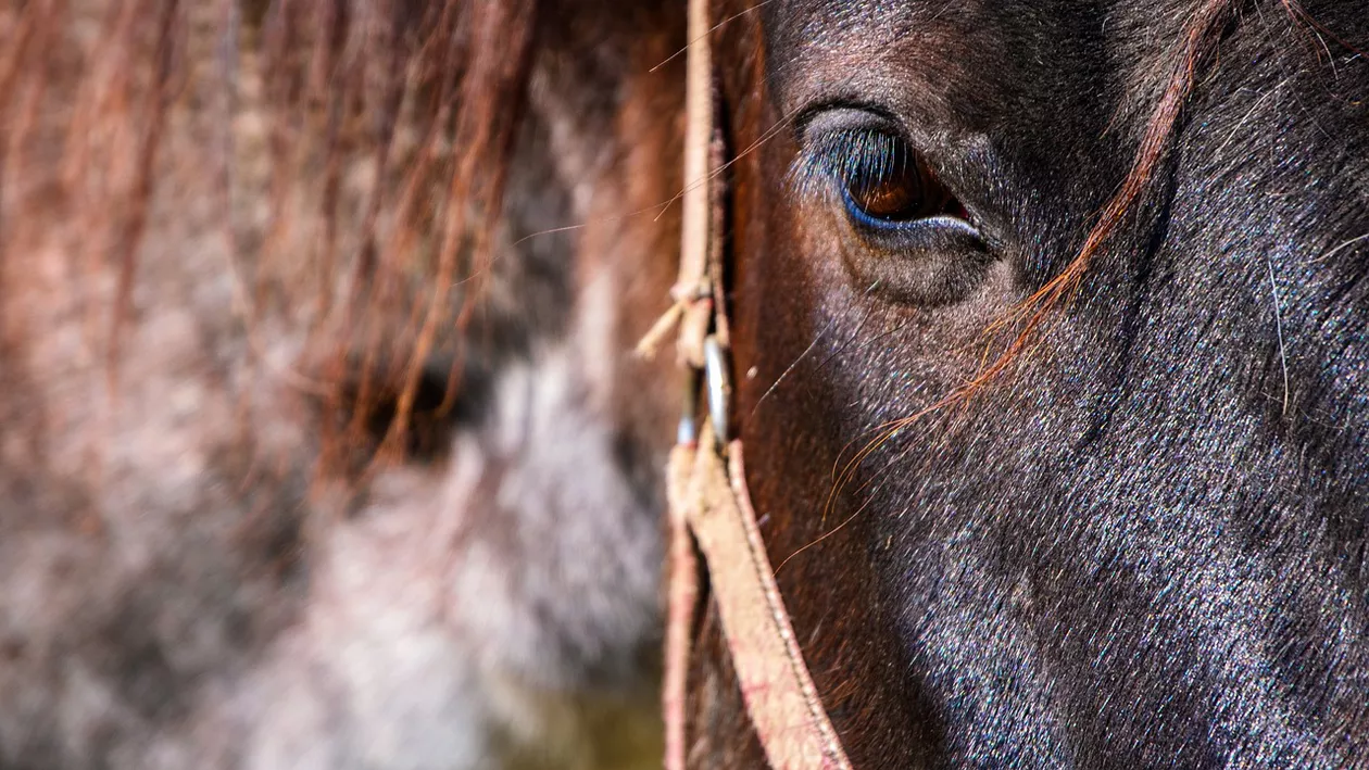 Omorau cai și vindeau carnea în Italia / Afaceri într-o grupare de români din care făceau parte și medici veterinari