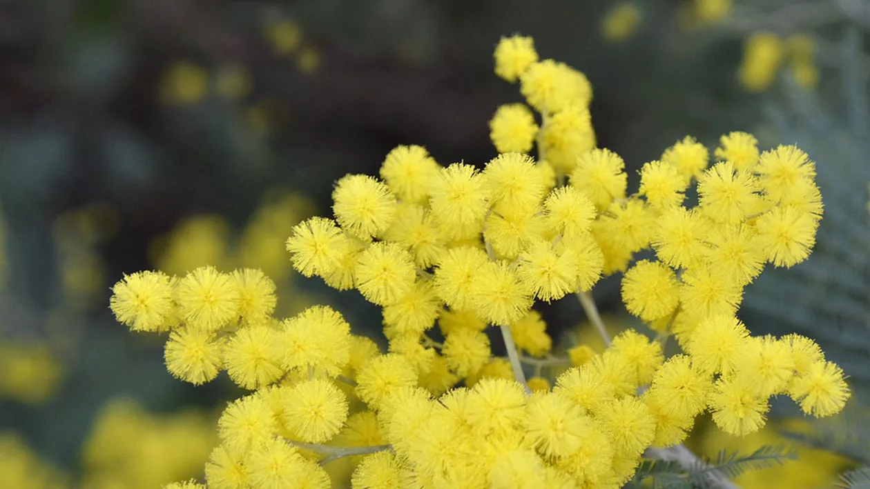 Un italian a murit din cauza mimozei pe care voia s-o dăruiască soției sale