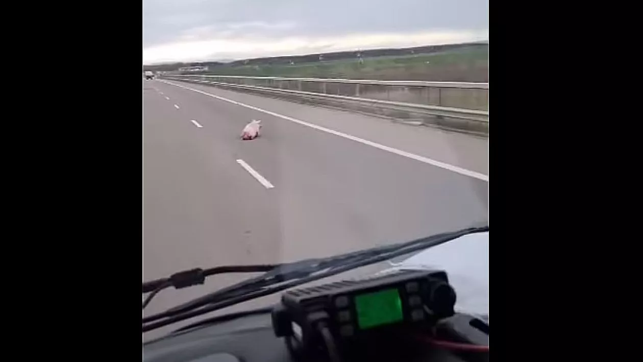 Porci pe autostrada A3. Imagini incredibile filmate de șoferi (VIDEO)