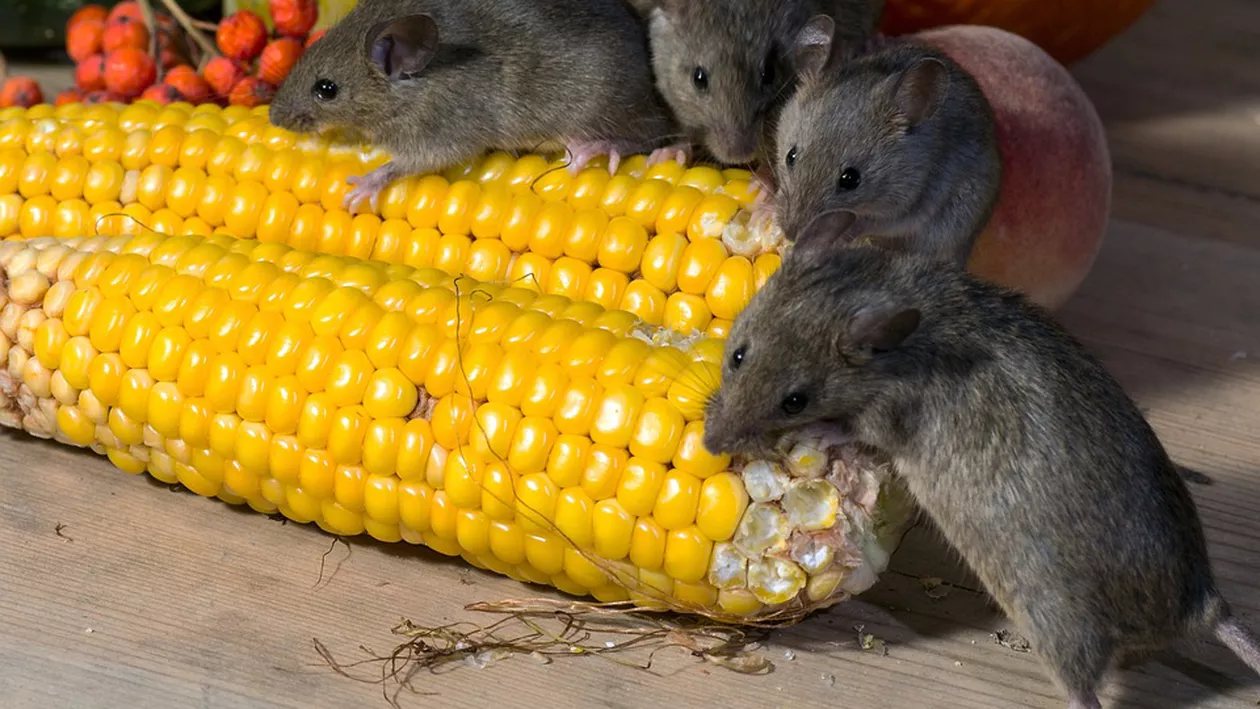 Cercetătorii chinezi au creat șoareci mutanți cu coarne prin tehnologia celulelor stem