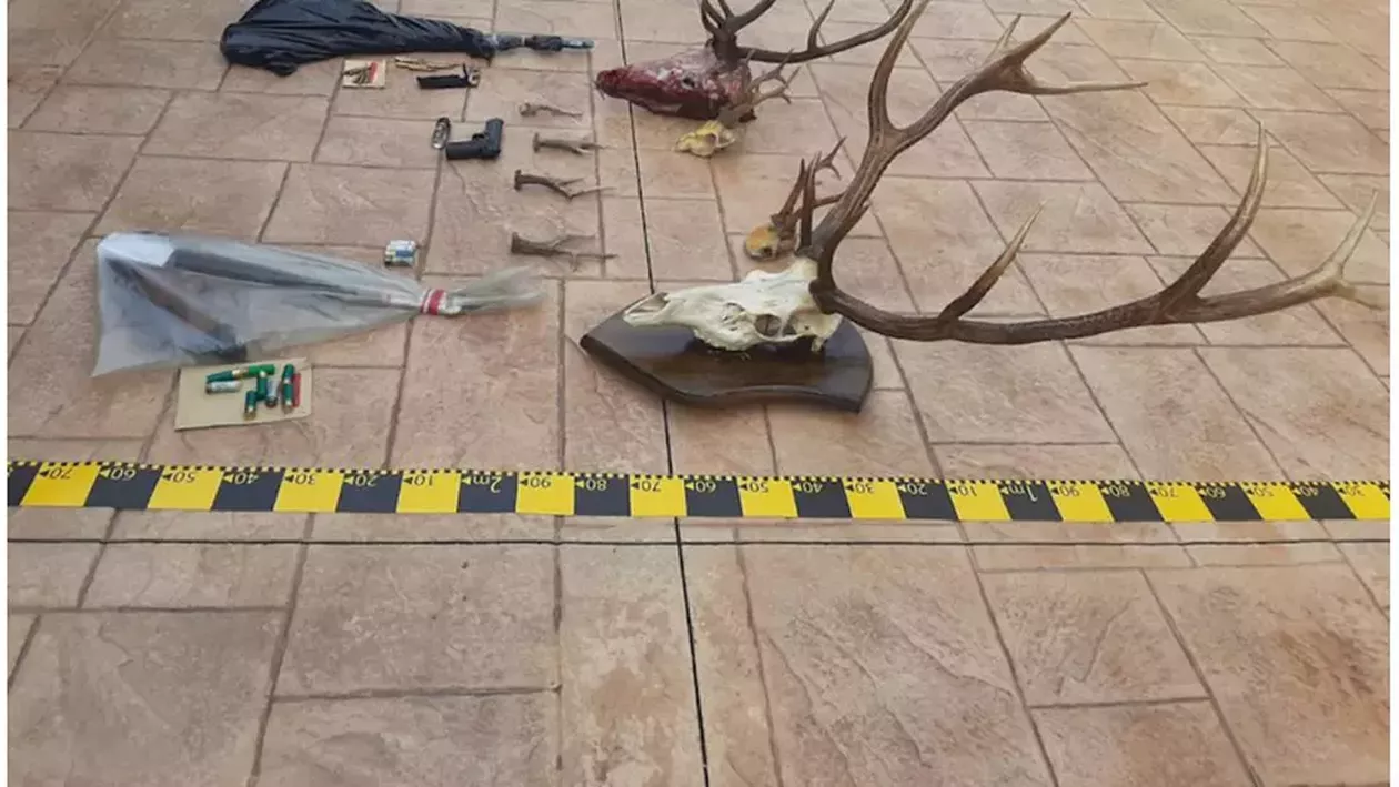 Peste cinci tone de carne de vânat și 197 de trofee, confiscate de la braconieri în urma perchezițiilor