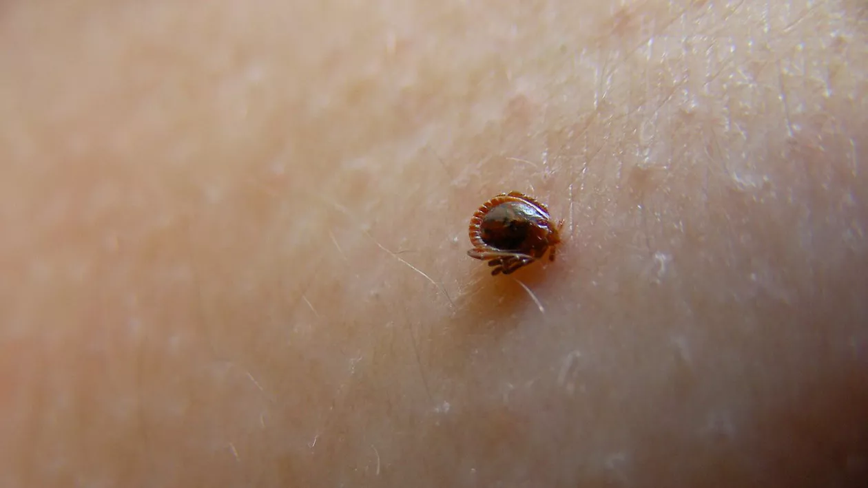Atenție! Numărul persoanelor mușcate de căpușe este în creștere. Sfatul medicilor