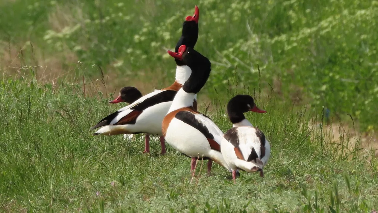 Imagini superbe cu dansul nupțial al călifarilor albi, în România, lângă lacurile Fundata-Amara