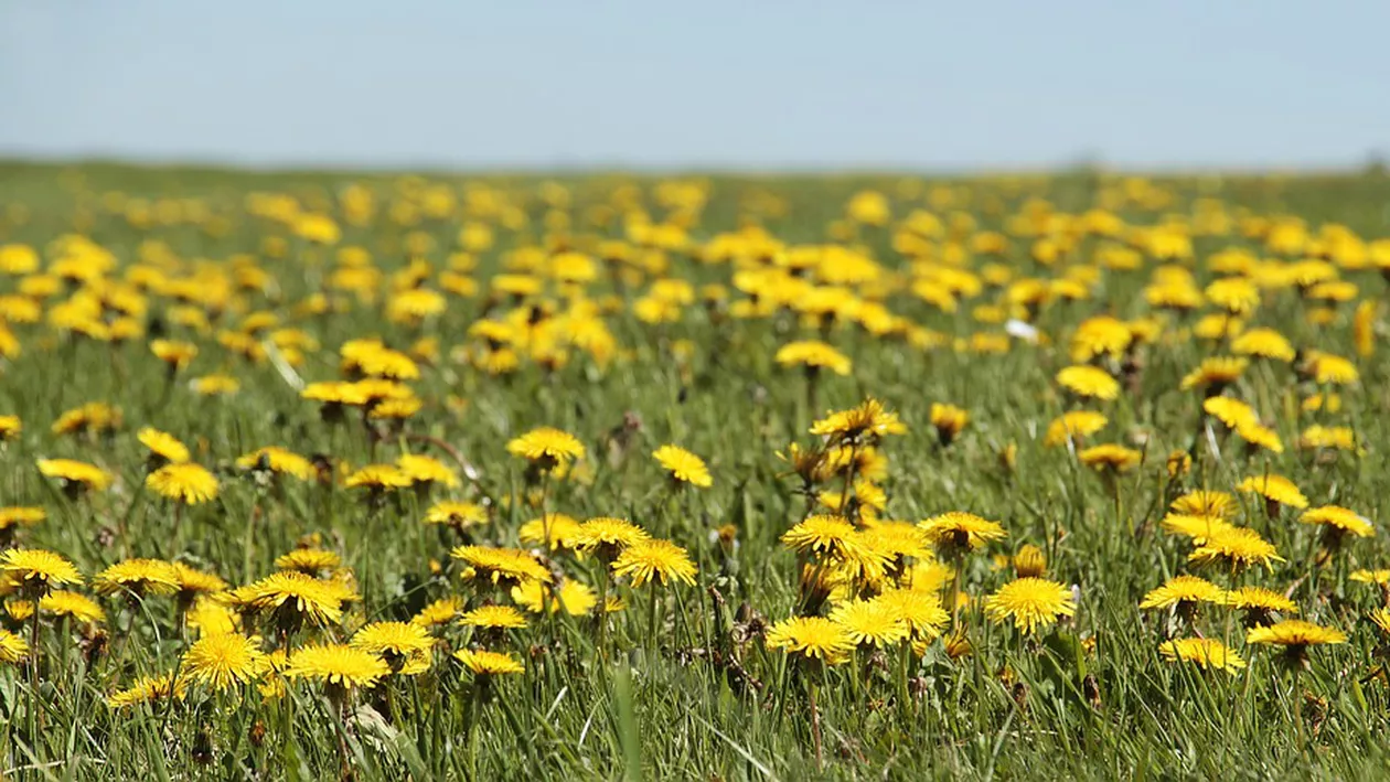 Se găsește în curțile tuturor românilor, dar puțini știu că este un leac miraculos