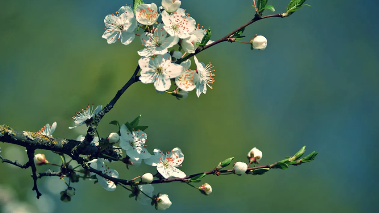 Prognoza meteo, 29 aprilie. Vremea va fi răcoroasă în cea mai mare parte a ţării. Reprize de ploaie în vest, în sud-vest și în zonele de munte  