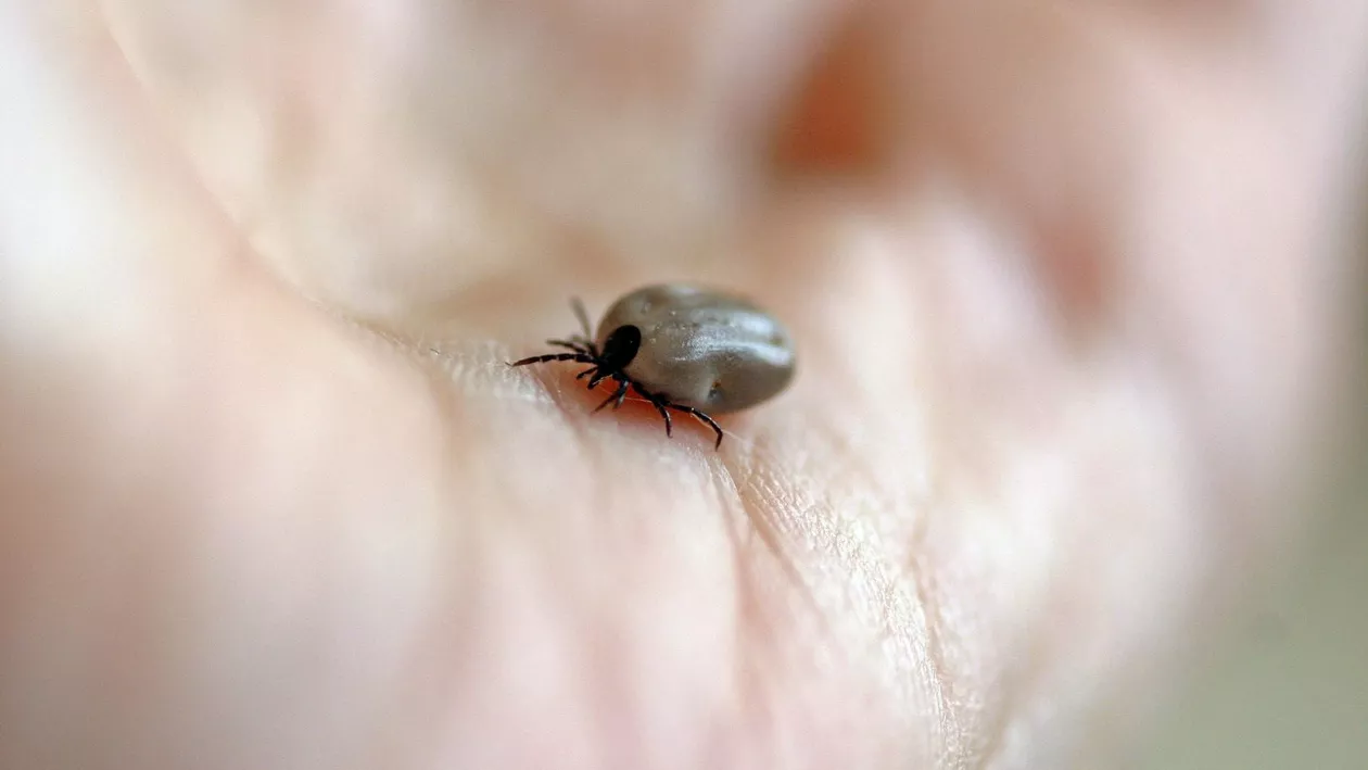 Record de pacienți mușcați de căpușe. Ce simptome are boala Lyme și cum se tratează