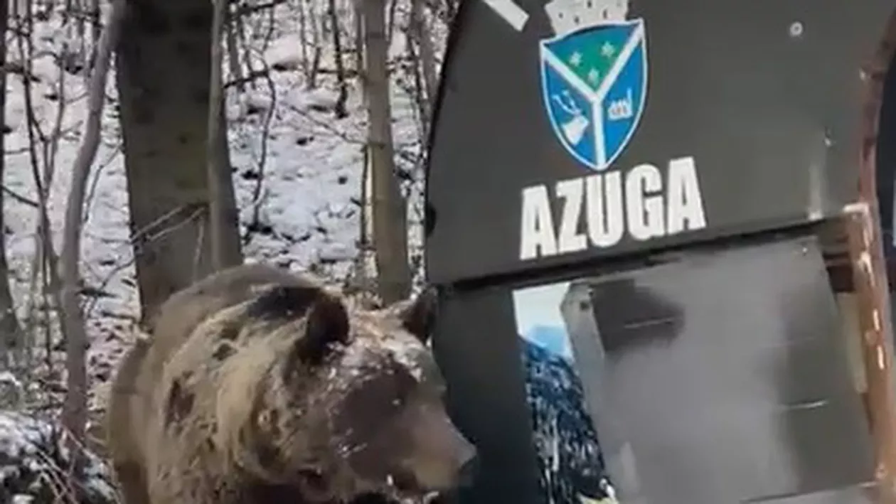 Un urs a fost văzut într-o stație de autobuz din Azuga: Pe vremea lui Ceaușescu pădurarii le puneau hrană în pădure