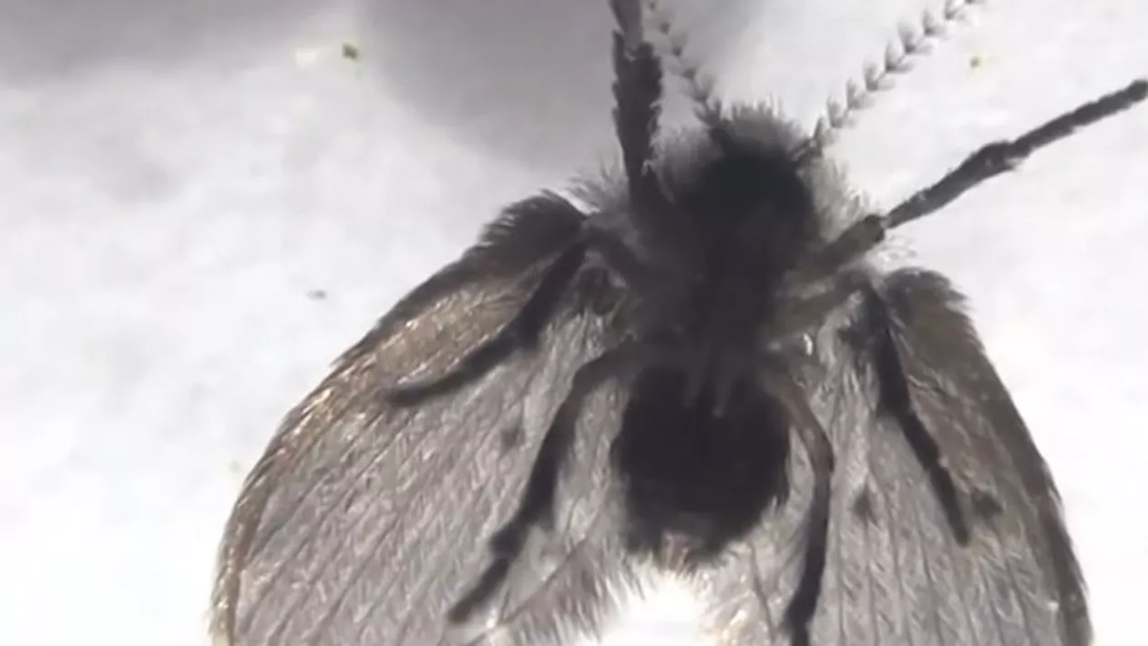 O specie periculoasă de musculiţe a fost descoperită pe litoralul românesc. Avertismentul biologilor