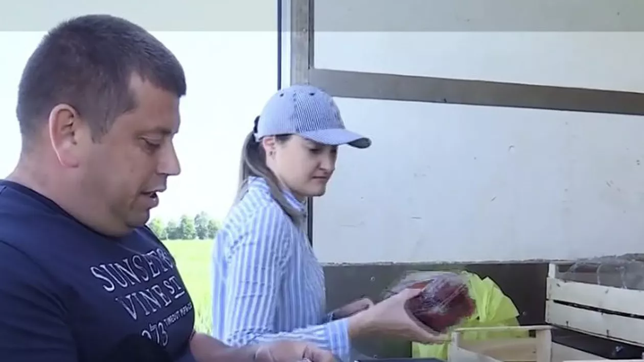 Afacere cu căpșuni după model nemțesc. Povestea de succes a unor soți din Suceava: „Noi de acolo am învăţat cum se plantează”