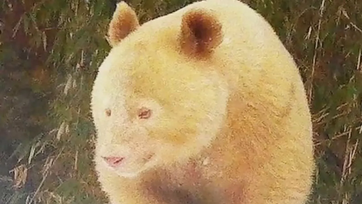 Singurul exemplar cunoscut de panda uriaș albinos se află în China / O echipă dedicată îl urmărește și îi studiază mișcările zilnice