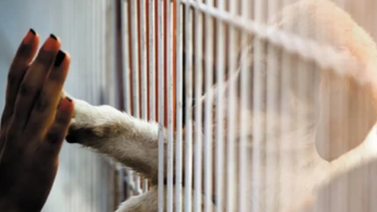 Un nou târg de adopții pentru căței are loc pe 13 mai, la București / Iubitorii de animale vor putea alege dintre 50 de patrupezi