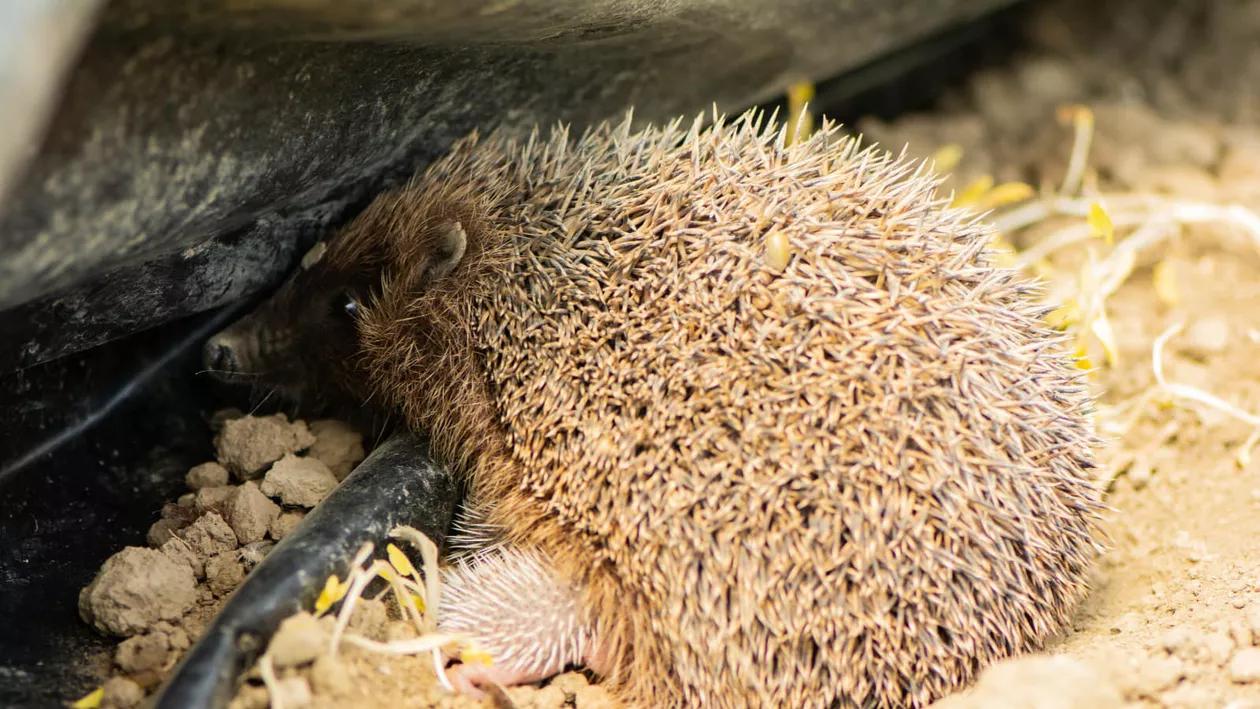 Autoritățile dintr-un oraș din Germania au decis să interzică această practică a cetățenilor. Ce nu mai au voie să facă locuitorii noaptea