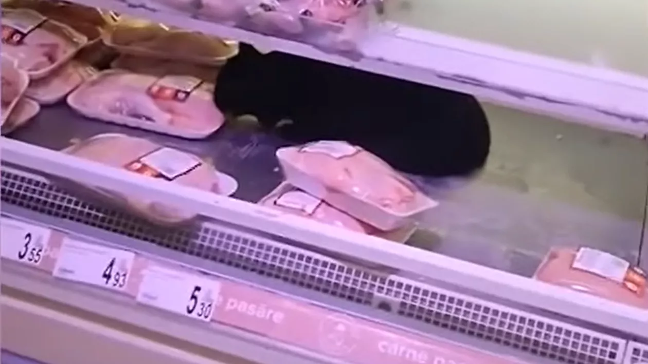 Reacția supermarketului Carrefour după ce o pisică a intrat în vitrina cu carne. „Pisica a fost înlăturată în siguranță, toată cantitatea de carne de la raft a fost distrusă”
