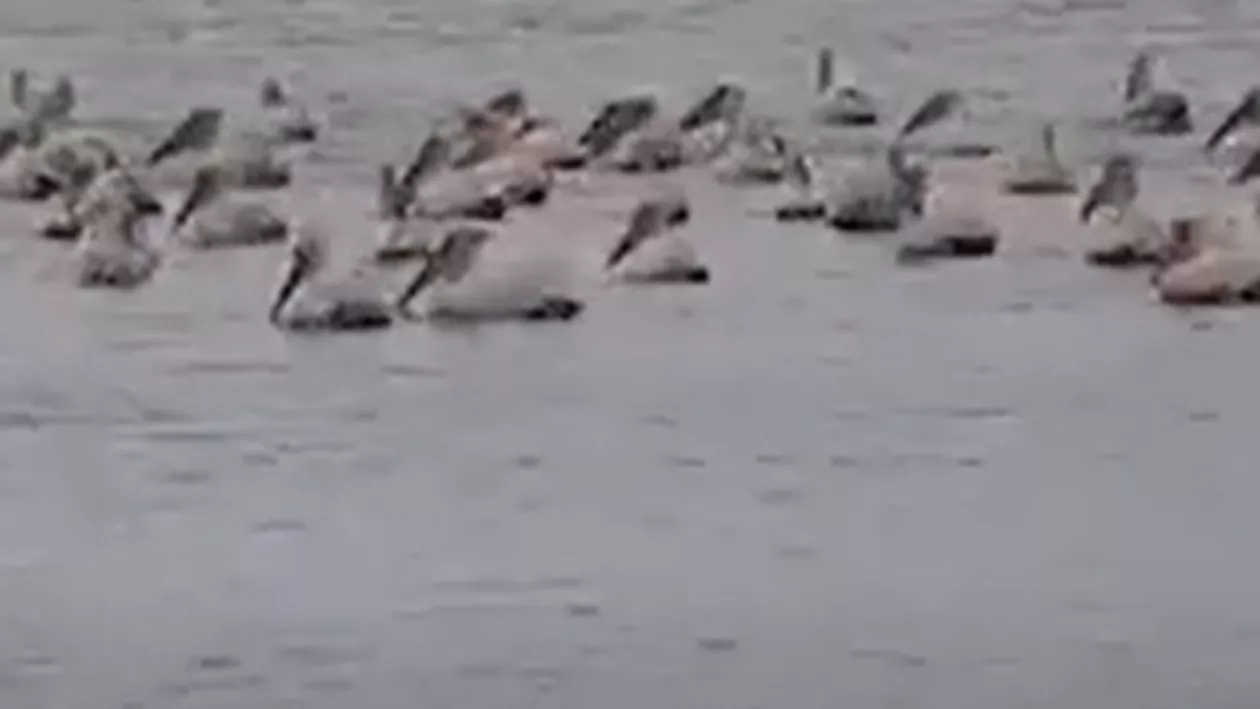 Pelicanii au făcut spectacol pe lacul Siutghiol în Mamaia