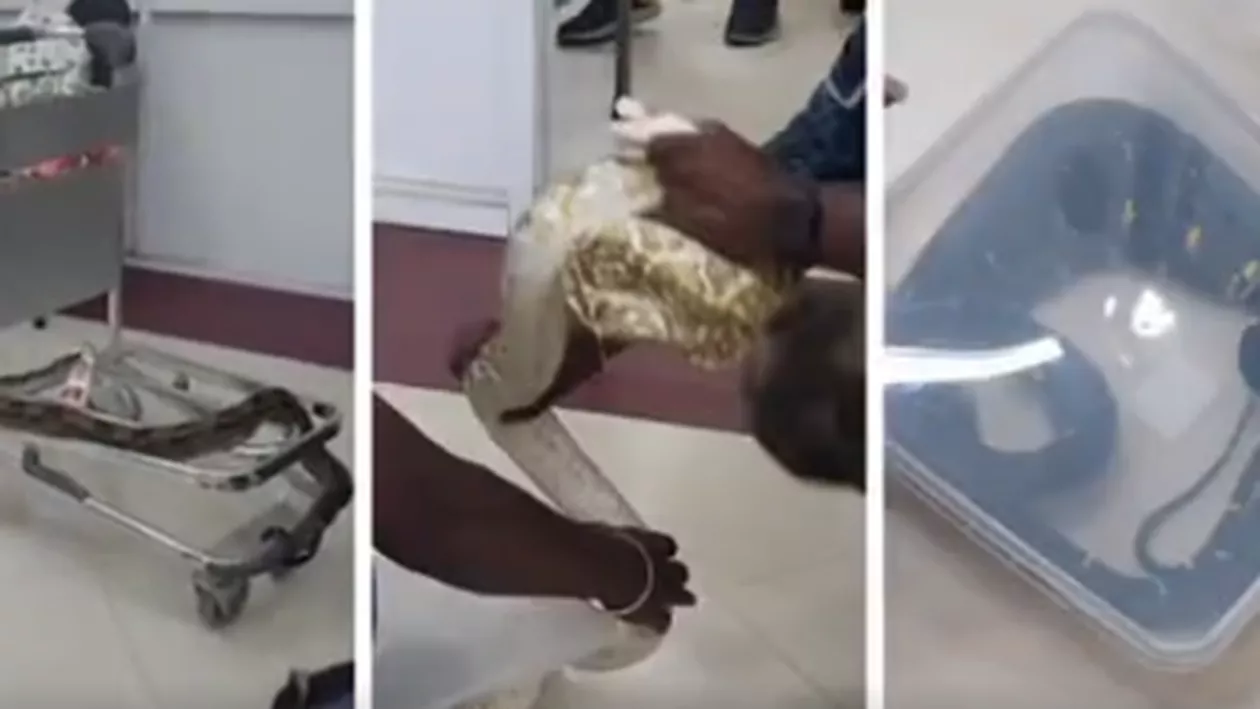 O turistă a creat haos pe un aeroport. A reușit să ascundă și să zboare cu peste 20 de șerpi în bagaje, dar a fost descoperită la destinație (VIDEO)