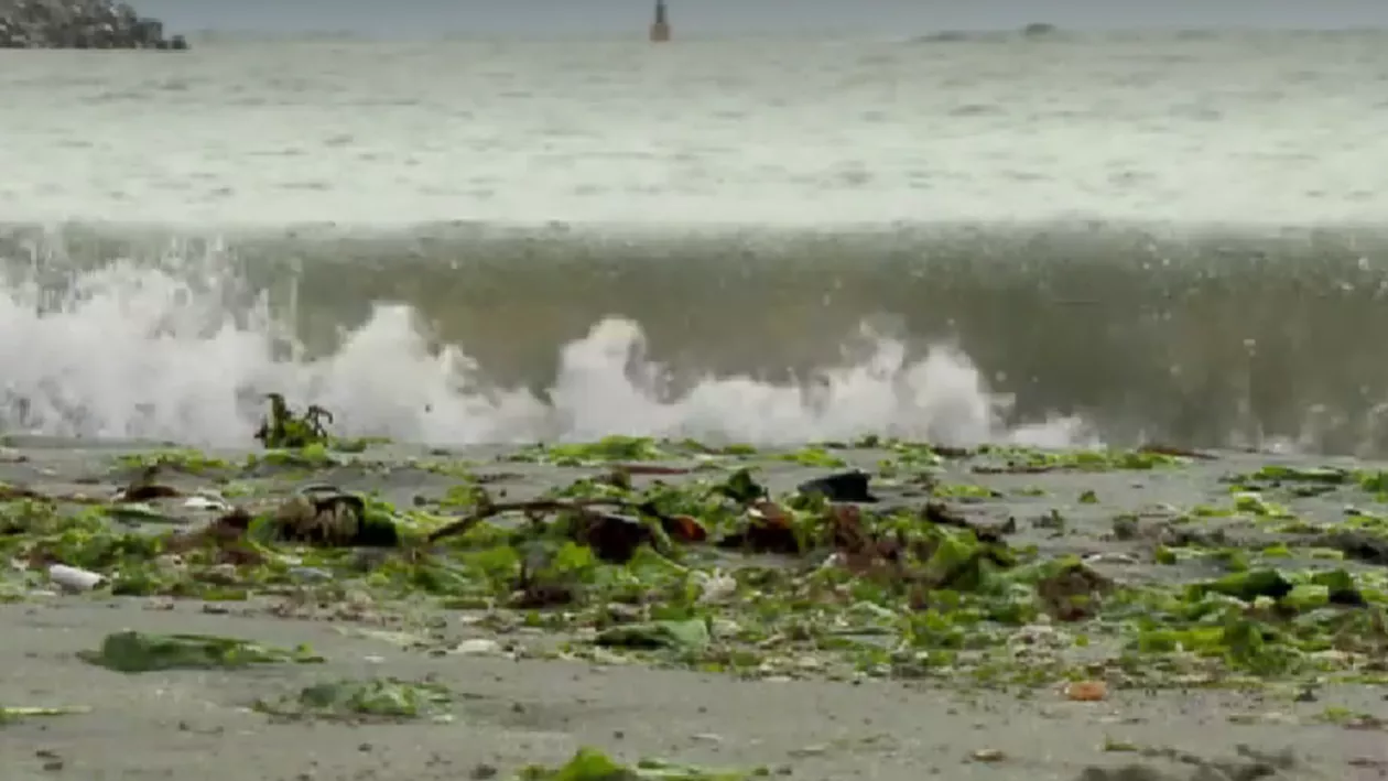 Plaja din Mamaia a devenit verde. Turiștii au fost întâmpinați cu un covor de alge