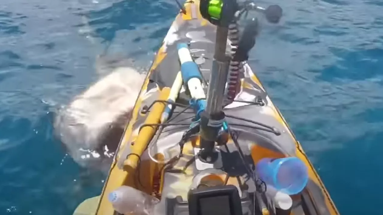 Bărbat atacat de un rechin în timp ce pescuia din caiac. Imagini incredibile (VIDEO)