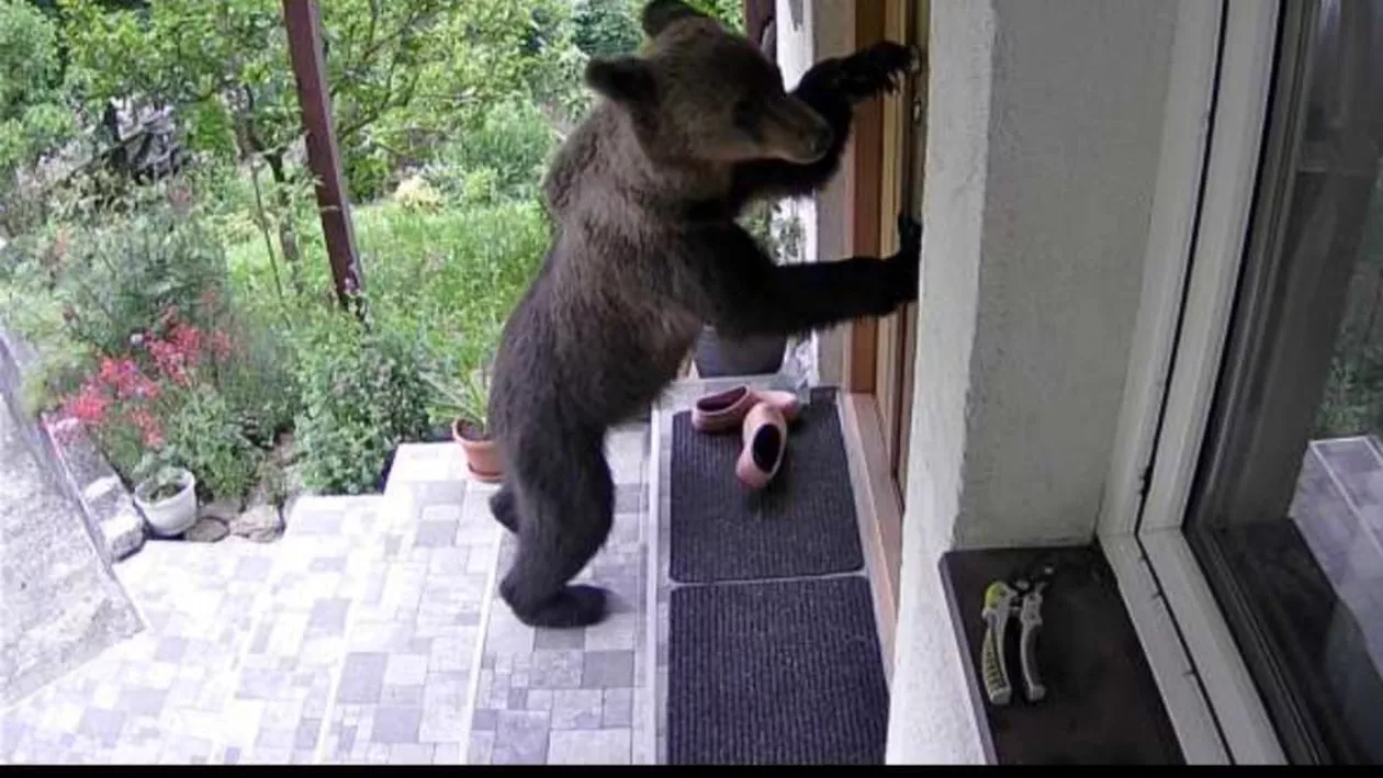 Reacția unei familii din Săcele după ce s-a trezit cu ursul la ușă