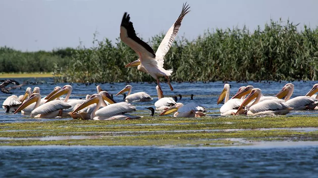 Turiștii vor avea parte de o surpriză! Cât a ajuns să coste o noapte de cazare în Delta Dunării. E mai ieftin decât în Eforie sau Olimp