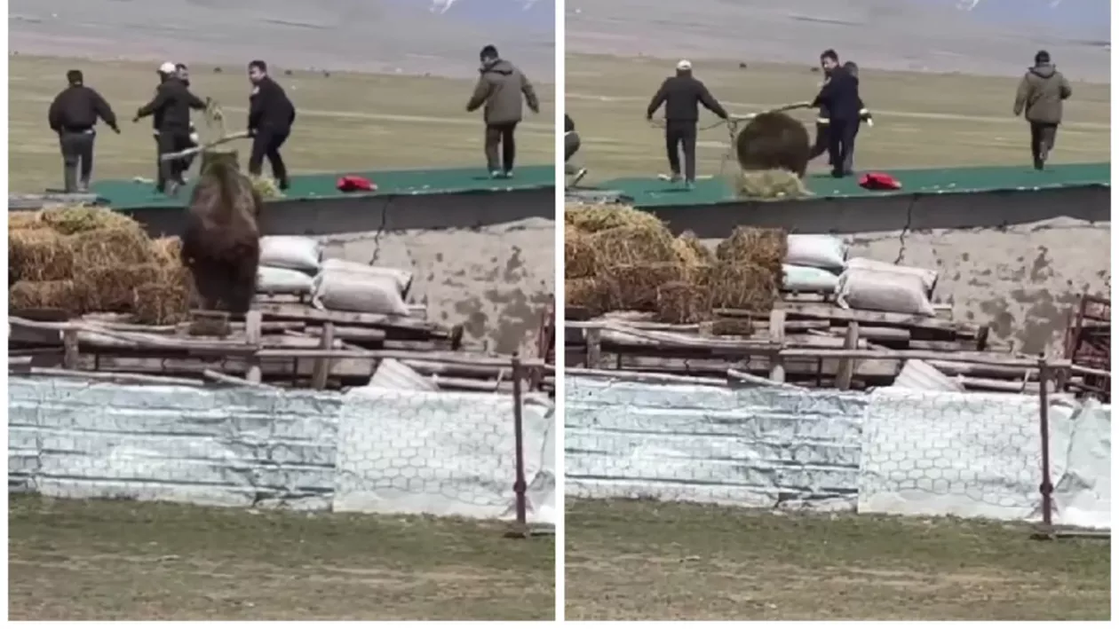 Clipe de coșmar. Cinci bărbați care lucrau la un acoperiș au fost alergați de un urs agresiv (VIDEO)