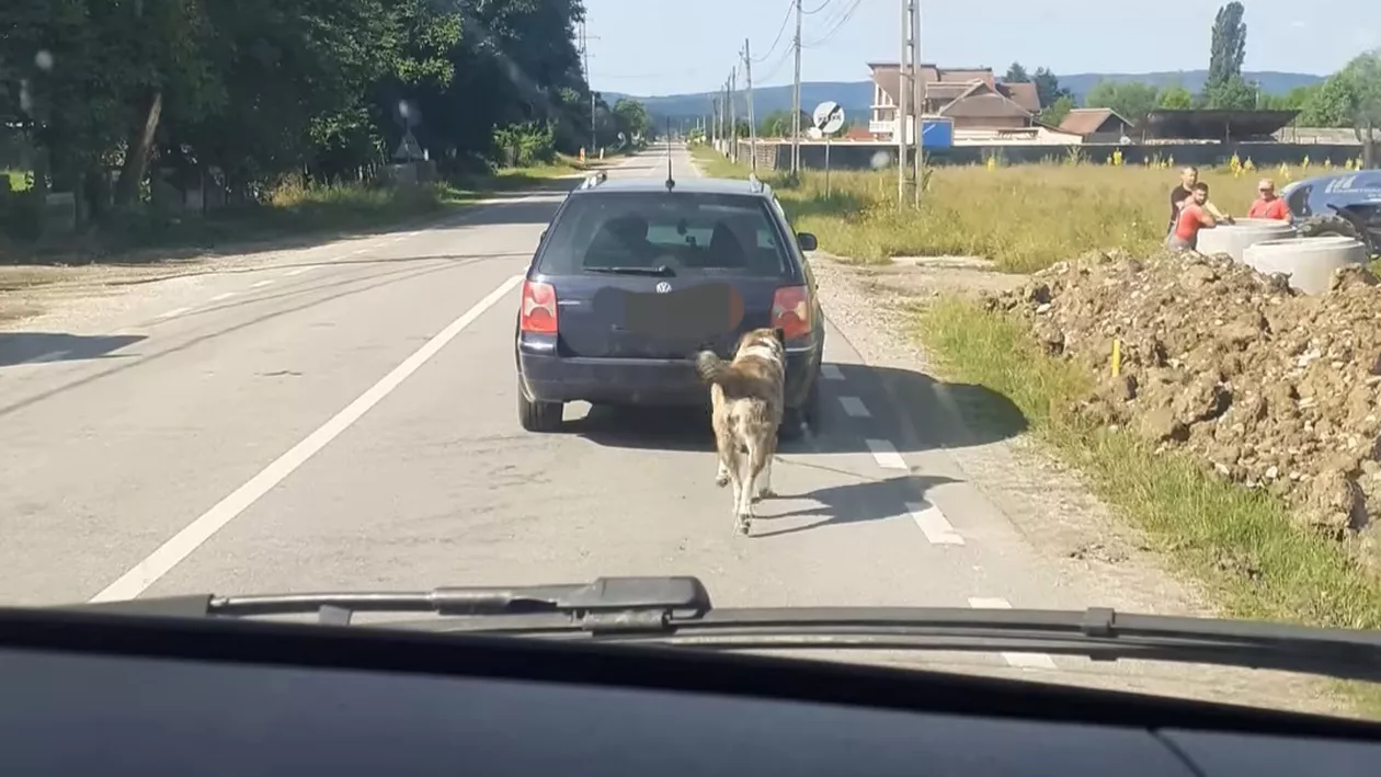 Gest inconștient al unui șofer din Gorj: a legat un cățel de mașină și l-a tras pe străzile localității