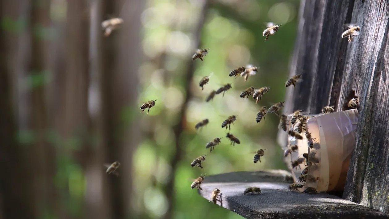 Albinele au oprit un meci de fotbal din Germania, după ce un jucător a tras din greșeală într-un stup