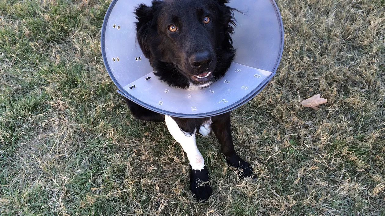 Cu ambulanța veterinară prin Ilfov, un nou proiect-premieră al Consiliului Județean Ilfov