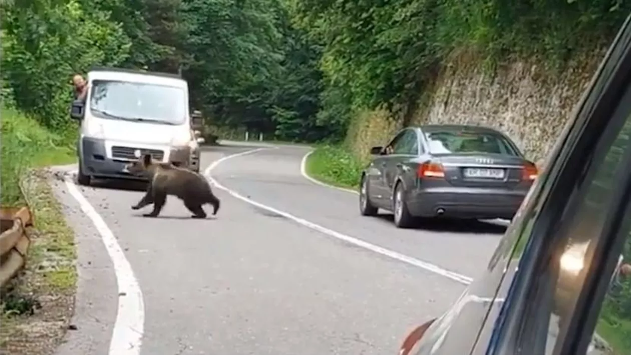 Locul urșilor de pe Transfăgărășan. „Problemele noastre o să fie din ce în ce mai mari”