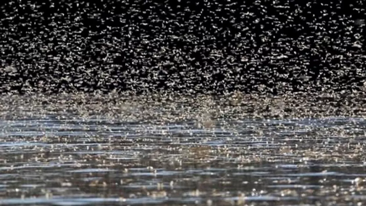 Insectele miraculoase din Delta Dunării / Trăiesc doar o singură zi și oferă un spectacol total al supraviețuirii