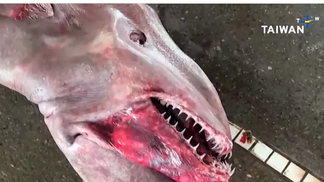 Specimen extrem de rar capturat de pescari / Are 800 de kilograme și este „o specie preistorică rară“