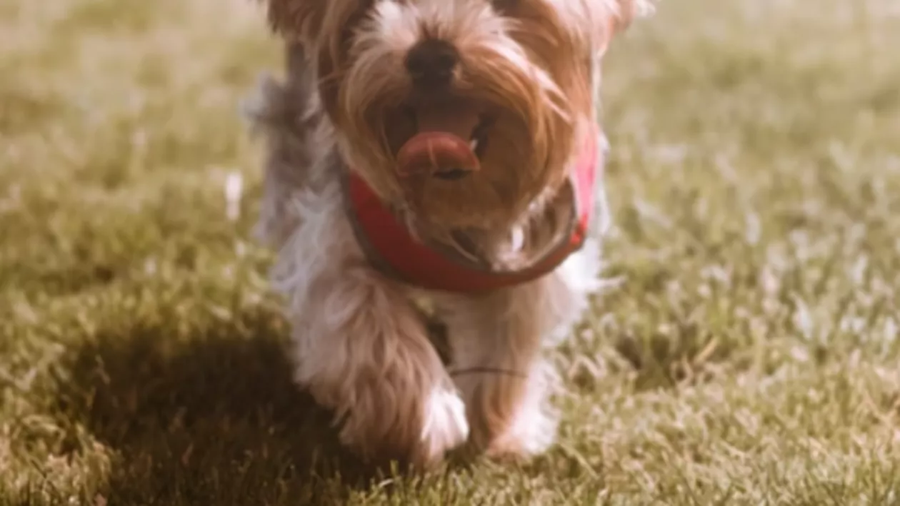 Un cățelus din UK a devenit erou. I-a salvat viața stăpânului care a rămas prins sub un castan care a căzut peste el