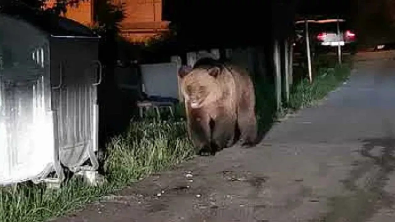 Un pui de urs a fost eutanasiat după ce a sărit, speriat, de la balconul parcării unui mall din Brașov. Animalul ar fi suferit răni grave