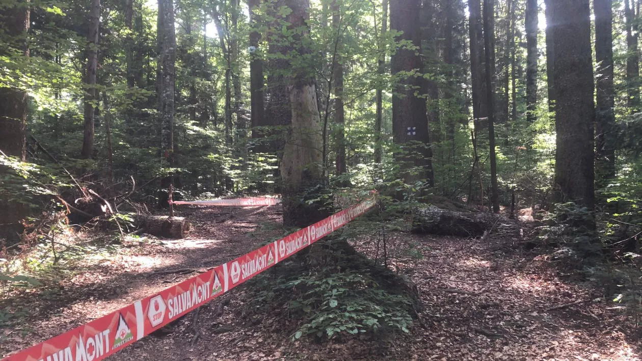 Colonie de viespi pe un traseu foarte căutat de turiști, pe Muntele Ceahlău / Avertismentul salvamontiștilor