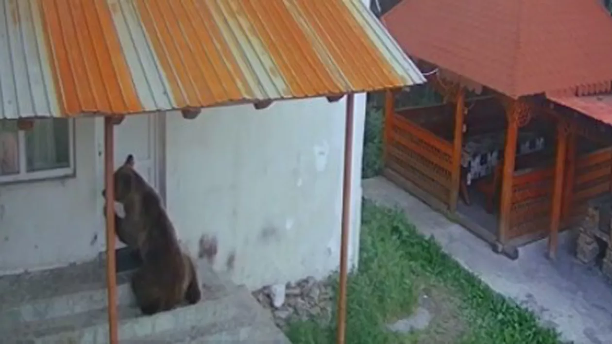 Un urs a devastat două cabane din Rânca. Animalul a furat toată mâncarea din frigidere