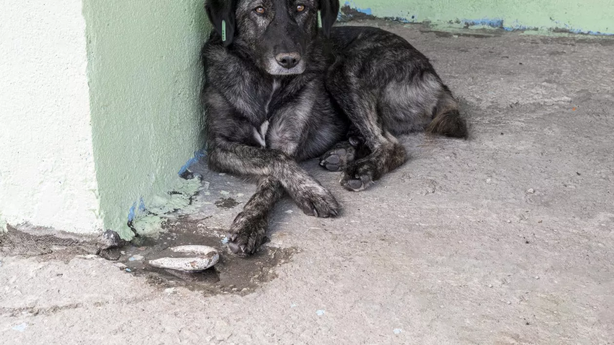 Orșova: Numărul persoanelor mușcate de câinii fără stăpân este în creștere