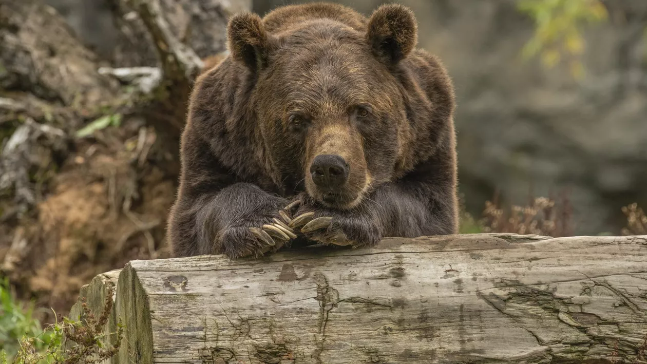 Rucăr: Un cioban a fost mușcat de urs la marginea unei păduri