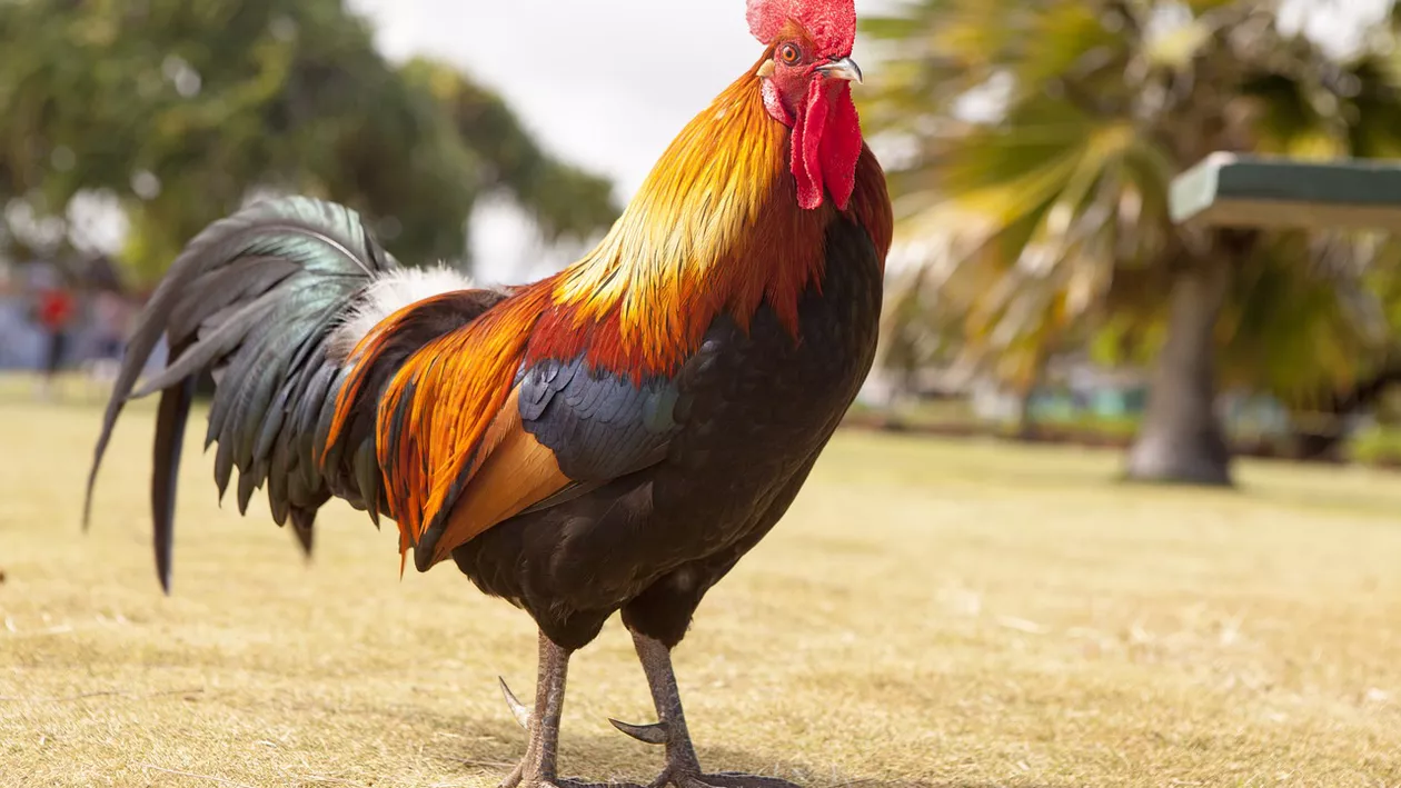 Un cocoș din Franța a ajuns în instanță, deoarece cânta prea tare: „E puțin sălbatic, nu-i place să vadă oameni”