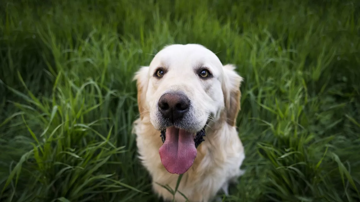 Primăria Sectorului 6 anunță că 1.600 de căței cu stăpân vor fi microcipați și sterilizați gratuit